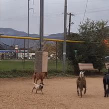 Dog Park at Los Altos Park photo 2